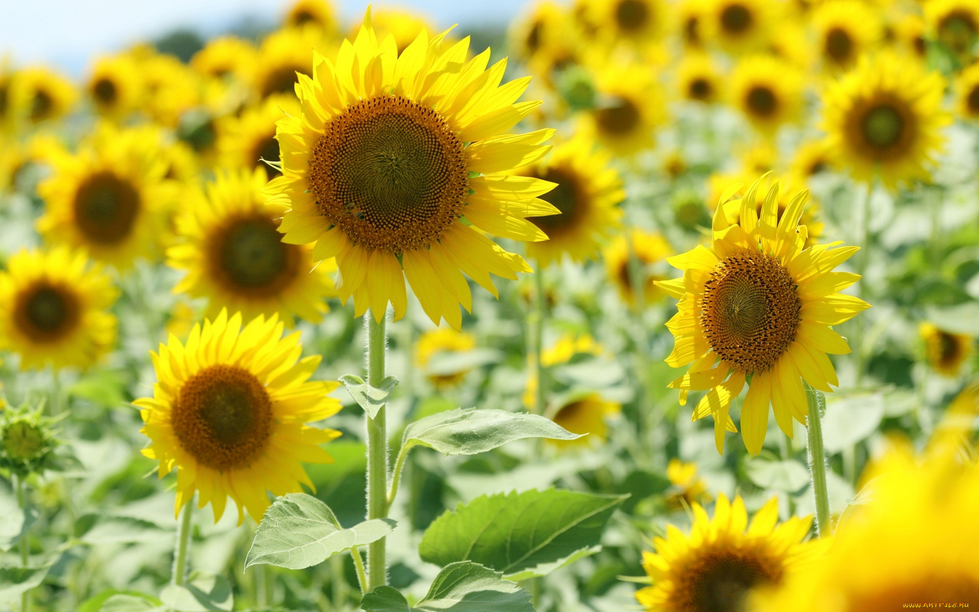 , , , , , , , flowers